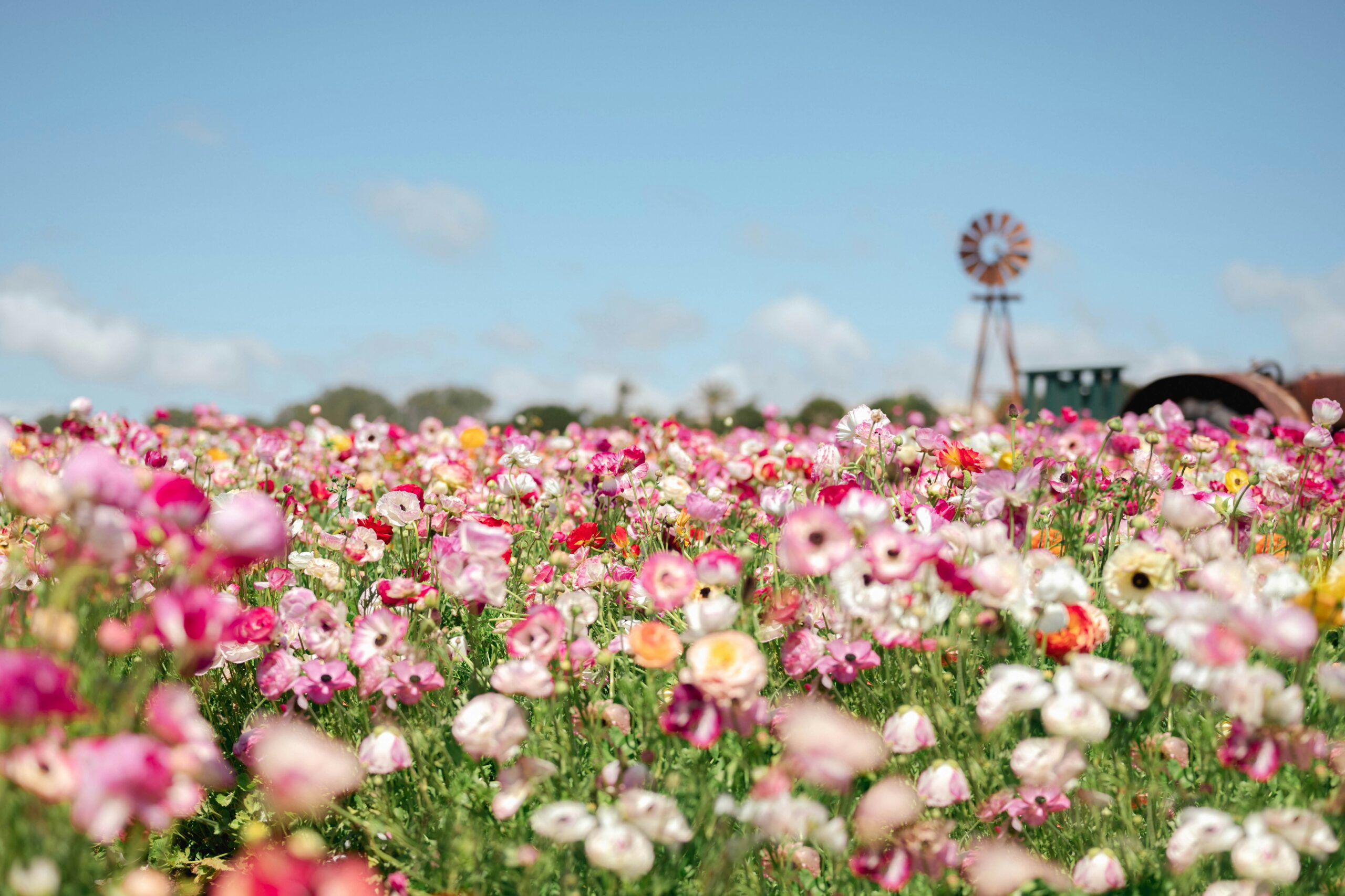 The Flower Fields