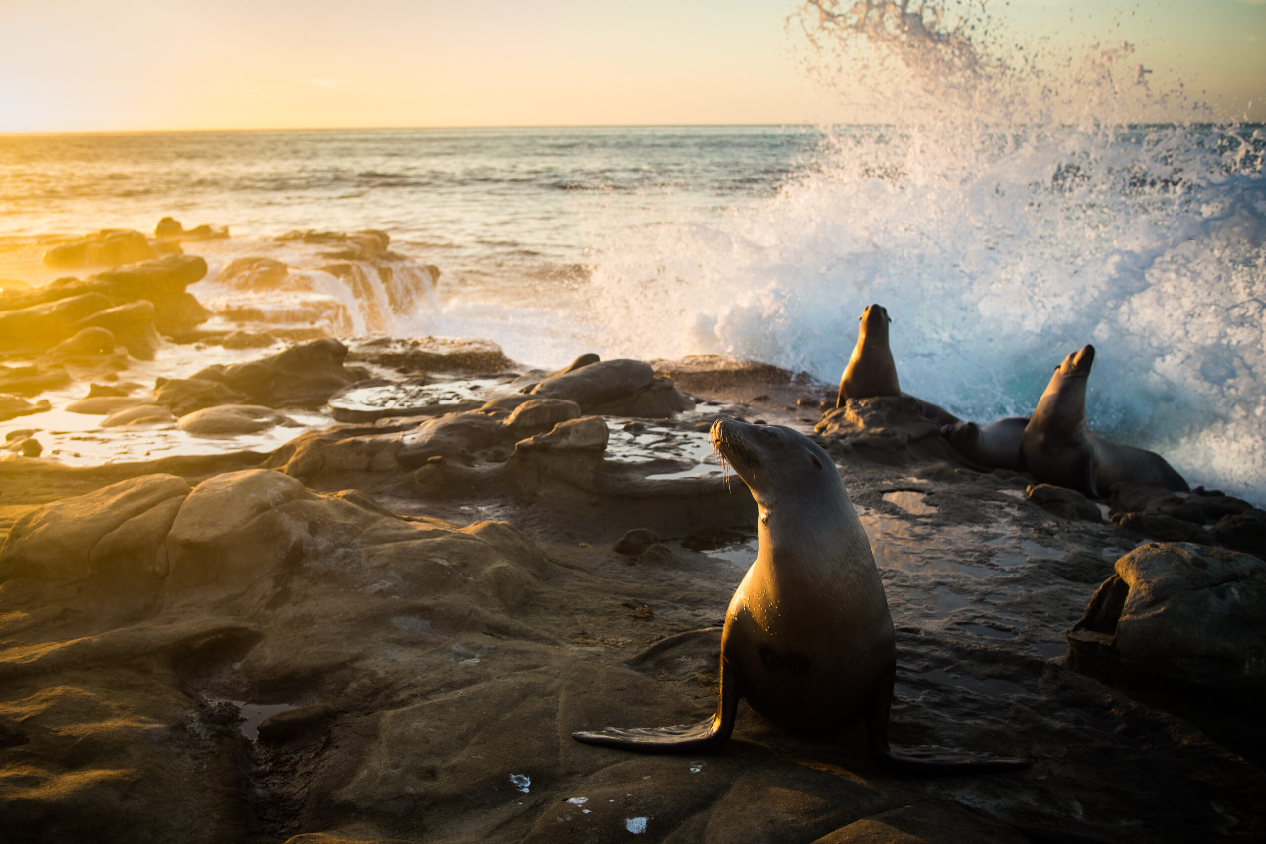 La Jolla neighborhood